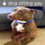 dog sitting gay