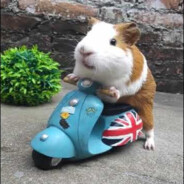 Ratoncito de Chifa