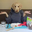 sailorwithadog