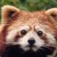 Red Panda