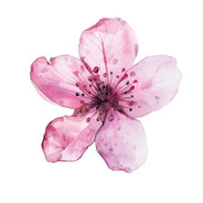 Умиротворен с при