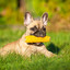 Corn Dog Social