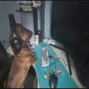 Герман Шаевич