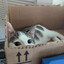 box car