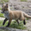 Fox Cub