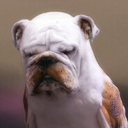 lo, bullbird