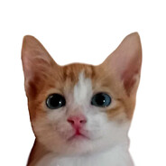 Gourmet Sausage Boullion