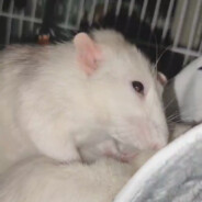 老鼠大王miceking