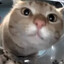 Shnoobus