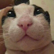 Guffy