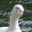 Chuckle Duck