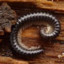 WoodieWorm