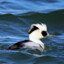 smew