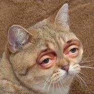 УПОРОТЫЙ КОТ