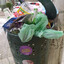 trash