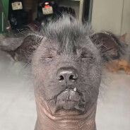 一个没有感情的杀手