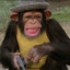 goodchimpanzee