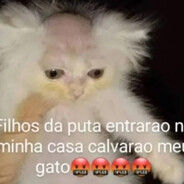 GatoCalvo