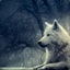 Pandoras Wolf