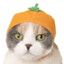 CatWithAHat