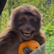 Chilly Willy - steam id 76561198237612288