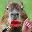 Mishta_Capybara