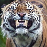 chinesebigtiger
