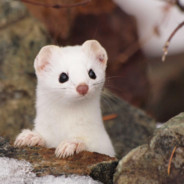 我做饭你别放心