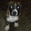 nhPitbull