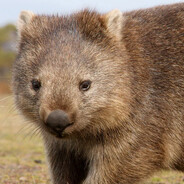 WOMBATSPANKER - steam id 76561197984804202