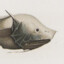 bony-eared assfish