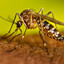 The Dengue Femboi