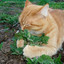 Mr Love Catnip