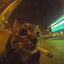 kitty