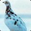 ConVict | Ptarmigan
