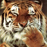 mr_Tiger