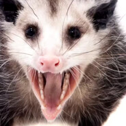 Funny looking marsupial