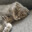 Smol