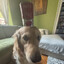 muttidog