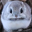 chunki