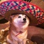 Dog In Sombrero