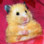 The Stickiest Of Hamsters