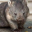 wombat