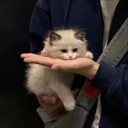 给你佐边来伊刀