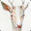 Captain Antlers