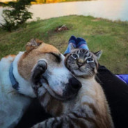 泪水打湿了洋芋粑又麻