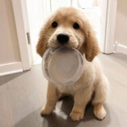 小雪是个嘤嘤怪