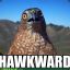 Hawkward Hawk