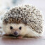 Hedgehog Stomper