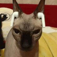 bald ass cat avatarı